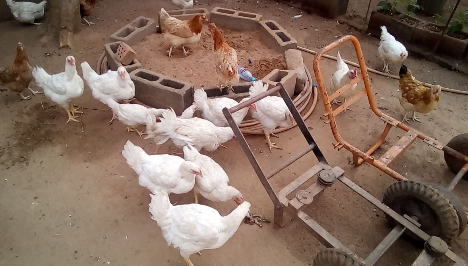 PoshPOULE Farm Mission