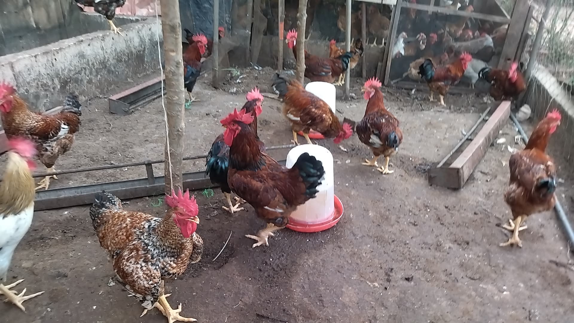 Broiler & Meat Chickens