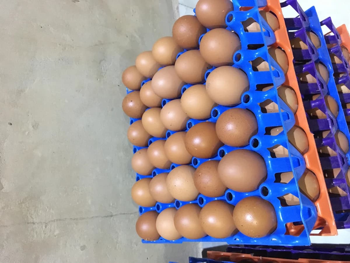 Fresh Organic Eggs