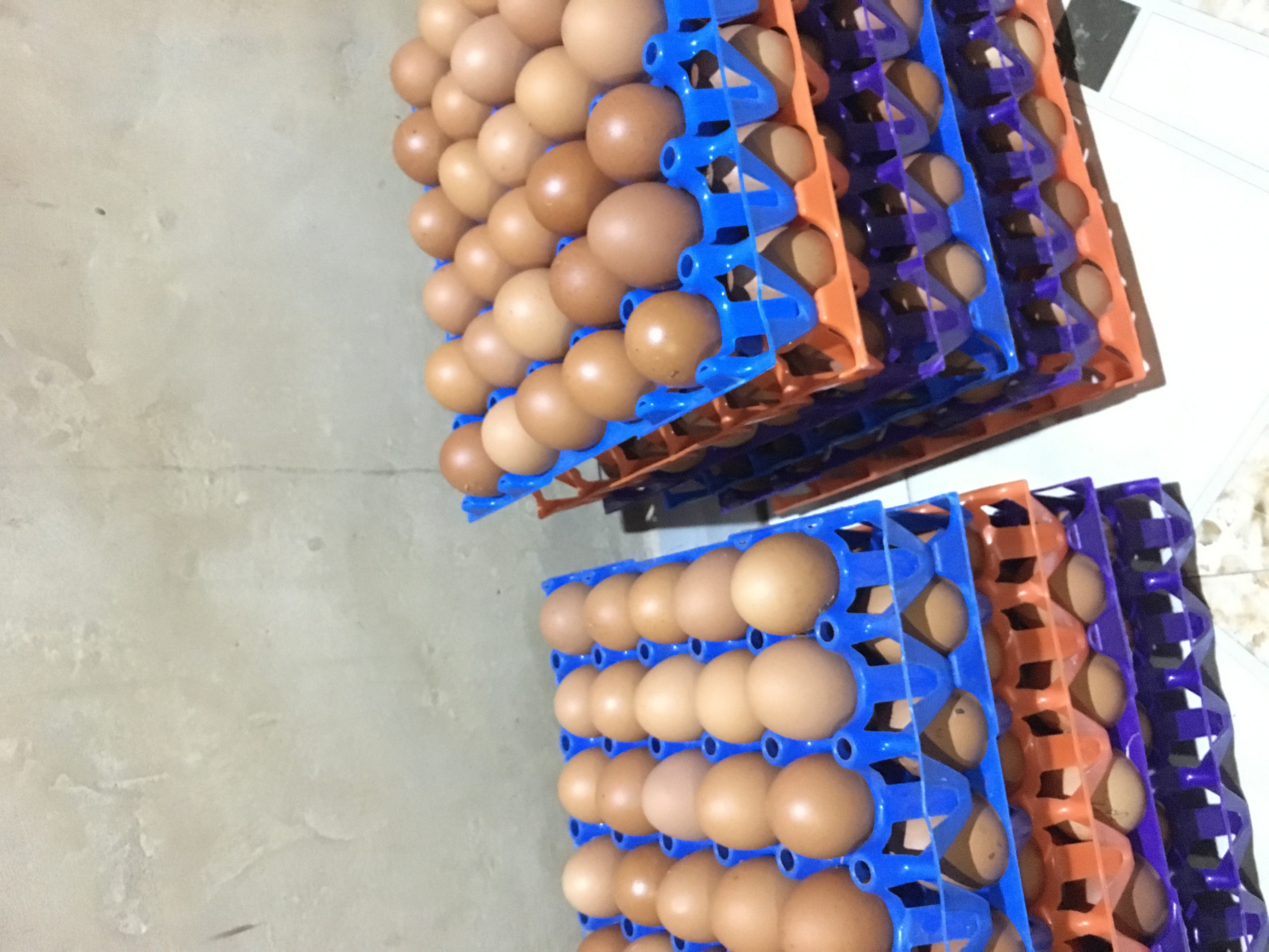 Freshly collected organic eggs from PoshPOULE